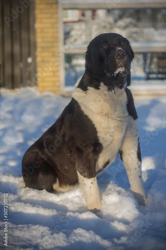 Fototapeta Naklejka Na Ścianę i Meble -  Beautiful black and white alabai central Asian shepherd dog