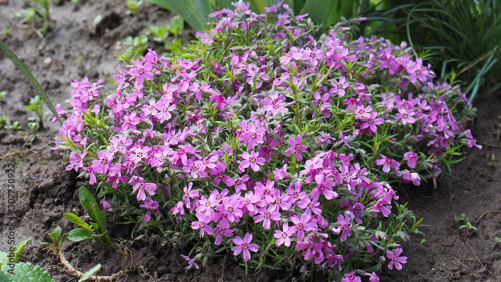 Obraz premium purple flowers in the garden