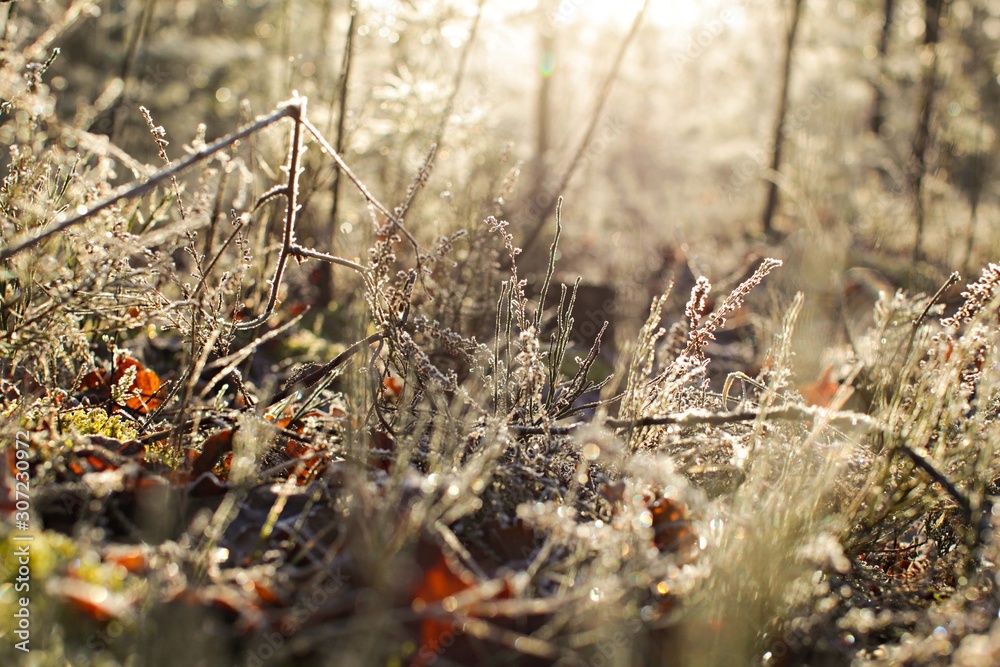winter forest, winter landscape, frost on grass, pine in the snow winter forest, winter landscape, frost on grass, pine in the snow