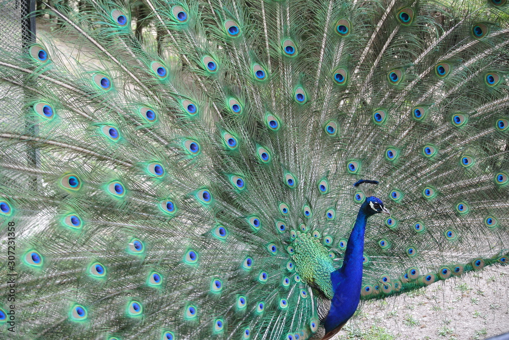 Obraz premium Peacock tail. Askania Nova, Ukraine
