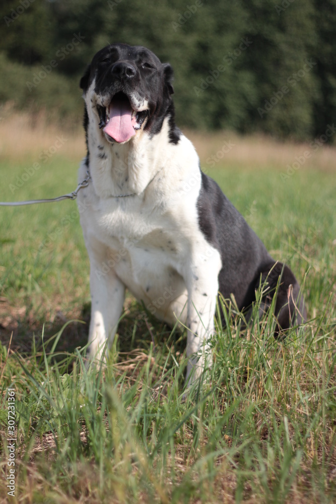 Beautiful black and white alabai central Asian shepherd dog Beautiful black and white alabai central Asian shepherd dog