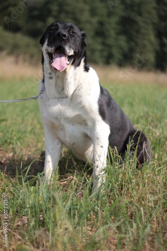 Beautiful black and white alabai central Asian shepherd dog