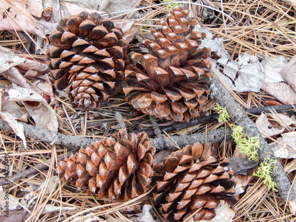 Pinecones on the ground in Omak, WA with pine needles, twigs and leaves in background Pinecones on the ground in Omak, WA with pine needles, twigs and leaves in background