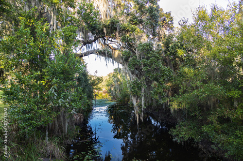 Oak trees with Spanish moss arched over water