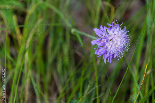 Globularia trichosantha is an ornamental plantin the family Plantaginaceae. It is a evergreen with oval leaves that blooms from early spring and through the summer carrying pale blue flowers. 