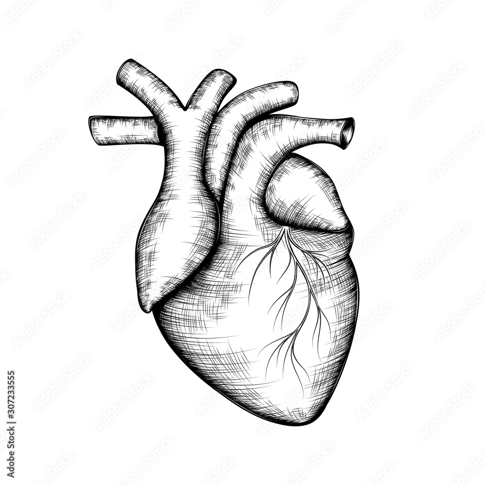 Hand-drawn black and white sketch of a human heart. Vector EPS 10 ...