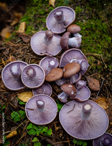 Purple mushrooms in the autumn forest. Beautiful wood blewit mushroom. Lepista nuda fruit bodies. Fantastic fungi.	 photo