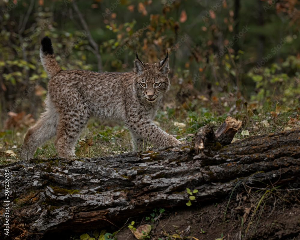 Siberian Lynx Kitten in Autumn Colors Kalispell Montana USA Siberian Lynx Kitten in Autumn Colors Kalispell Montana USA