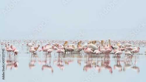 Colony of Flamingos on the Natron lake. Lesser Flamingo Scientific name: Phoenicoparrus minor. Tanzania, Africa 4k photo