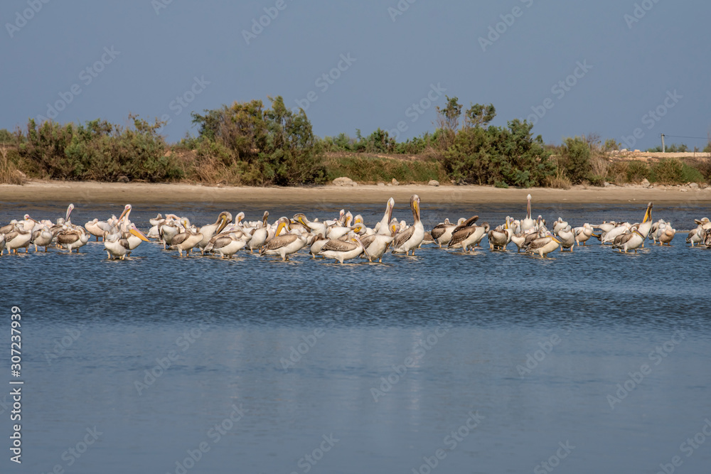Pelicans relax on the lake before a long flight for the winter to Africa. 