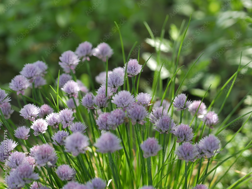 Fototapeta premium purple flowers in the garden