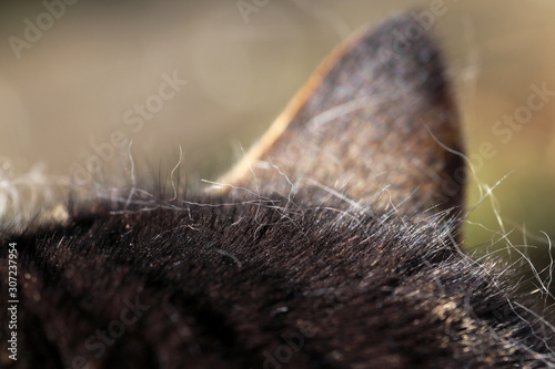 Haarausfall bei Fellwechsel bei Haustieren. Eine Katze mit Haarausfall photo