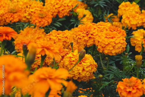 Bright yellow marigolds on a flowerbed in a village. Tagetes © Oksana