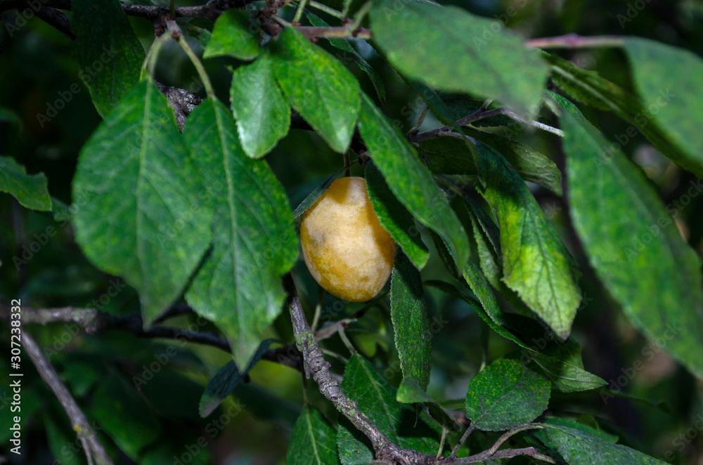 Lonely singl white plum hanging on a branch with leaves Lonely singl white plum hanging on a branch with leaves