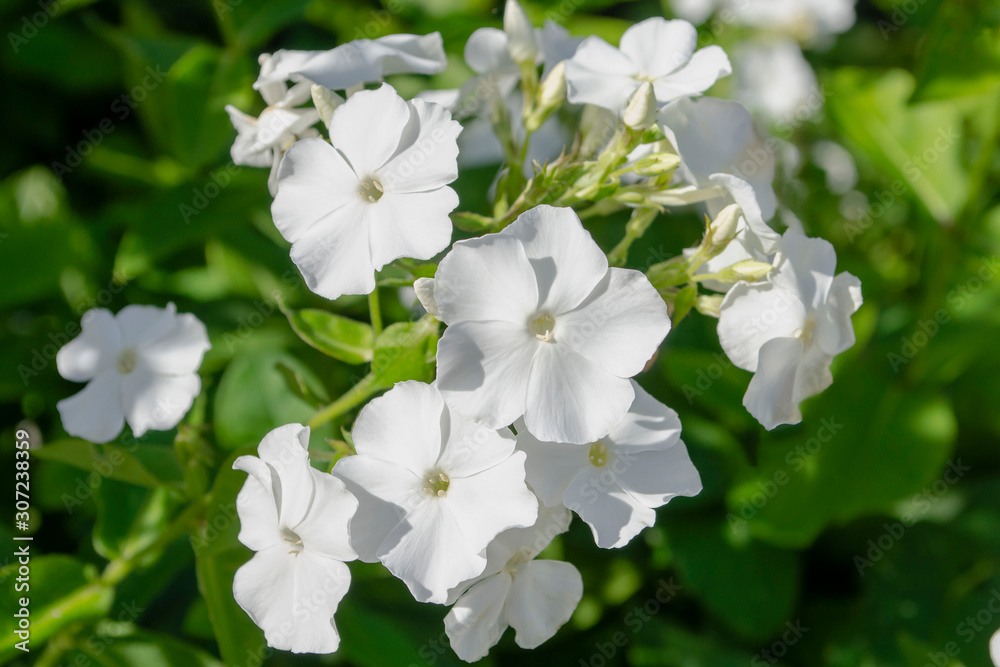 White phlox flowers. Close view on white phlox flowers in summer White phlox flowers. Close view on white phlox flowers in summer