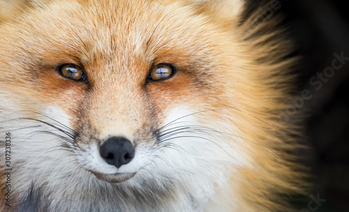 Obraz na plátně Red Fox