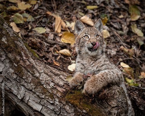 Siberian Lynx Kitten in Autumn Colors Kalispell Montana USA © Carol