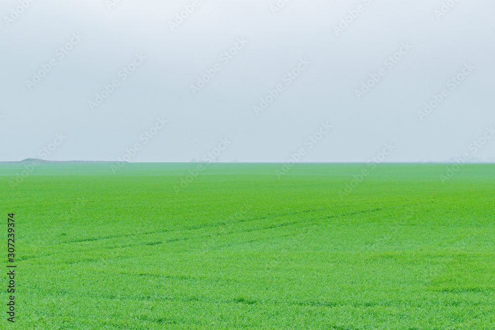 Fototapeta premium Winter crop grows in the field