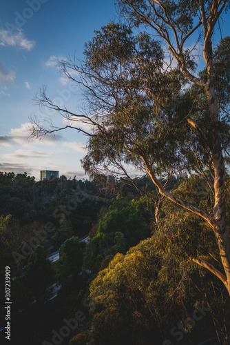 trees and blue sky