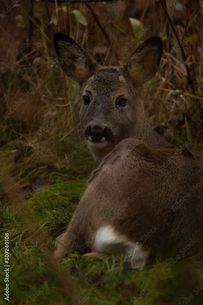 Roe deer laying on the ground looking into the camera with the white tail visible.