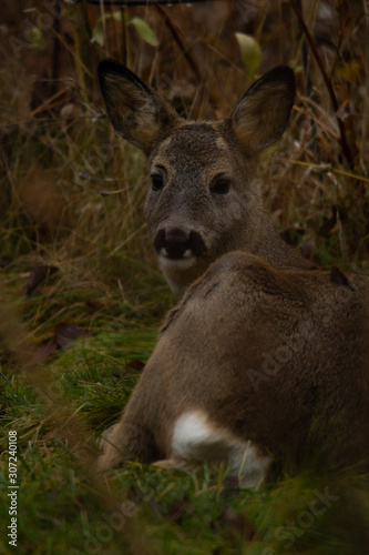 Fototapeta Naklejka Na Ścianę i Meble -  Roe deer laying on the ground looking into the camera with the white tail visible.