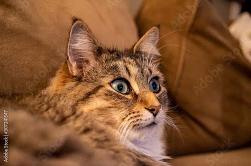 Cat face looking surprised © Tom Ramsey