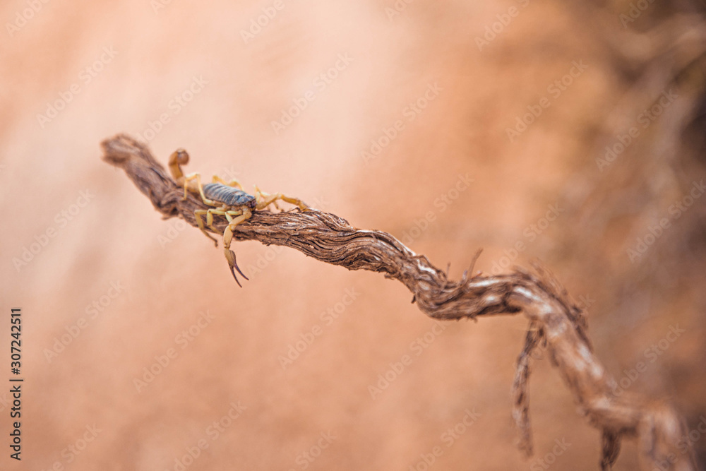 Scorpion on branch in desert, Zion Natural Park in Virgin, Utah Scorpion on branch in desert, Zion Natural Park in Virgin, Utah