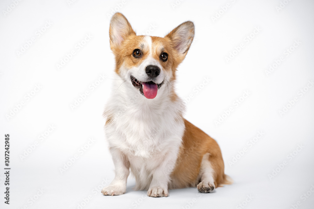 obedient dog (puppy) breed welsh corgi pembroke sitting and smiles on a white background. not isolate