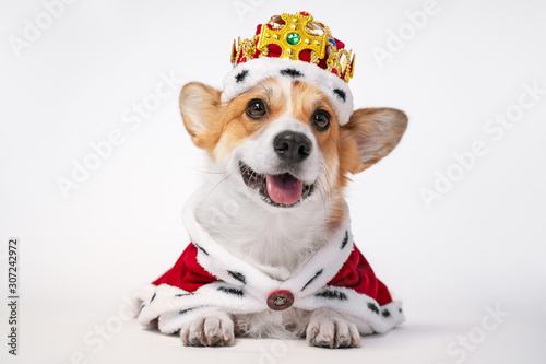 Fotobehang Pretty cute corgi dog wearing  royal costume crown  on white background