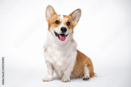 obedient dog  puppy  breed welsh corgi pembroke sitting and smiles on a white background. not isolate