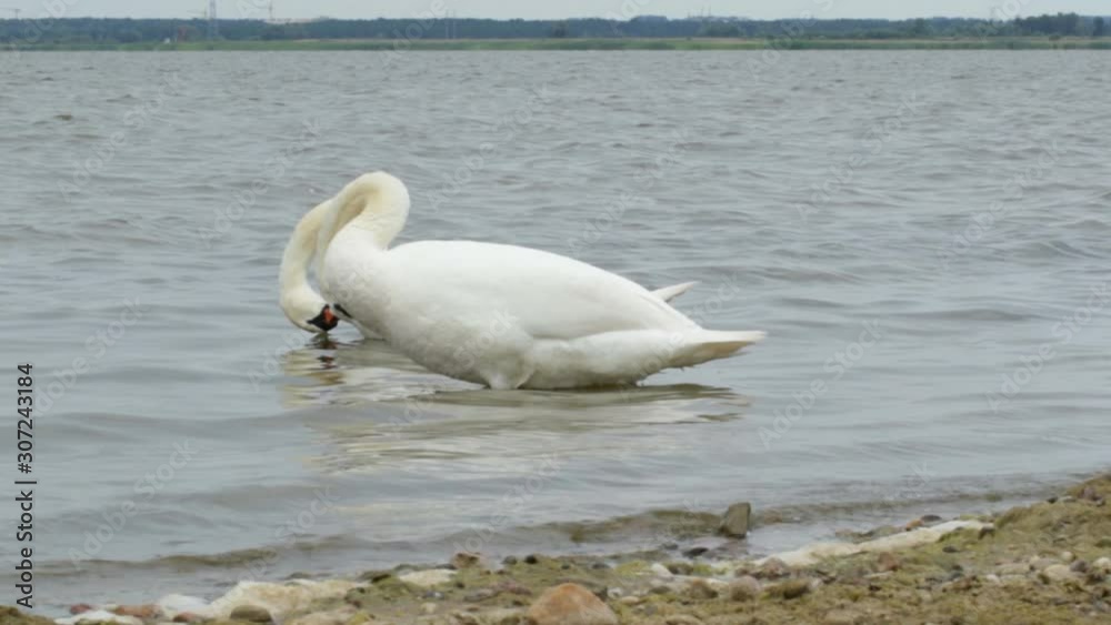 White swan washes and cleans its feathers on the shore of the Baltic Gulf White swan washes and cleans its feathers on the shore of the Baltic Gulf