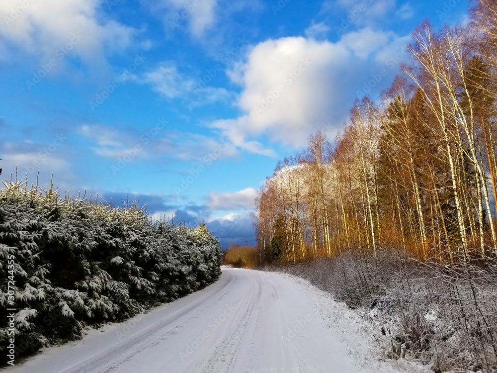 View of a road covered with snow and winter birch and spruce forest against a blue sky View of a road covered with snow and winter birch and spruce forest against a blue sky