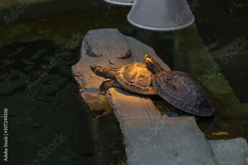Two Yellow-spotted Amazon river turtle
