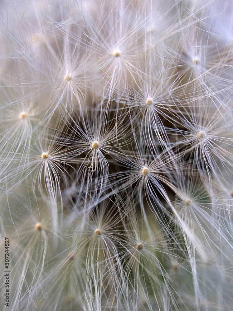 dandelion on black background