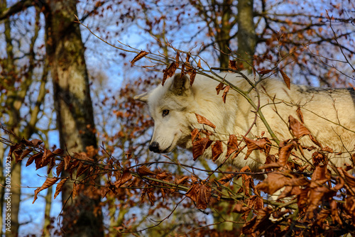 Wolf im Herbst