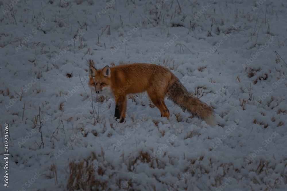 Fototapeta premium Fox in winter