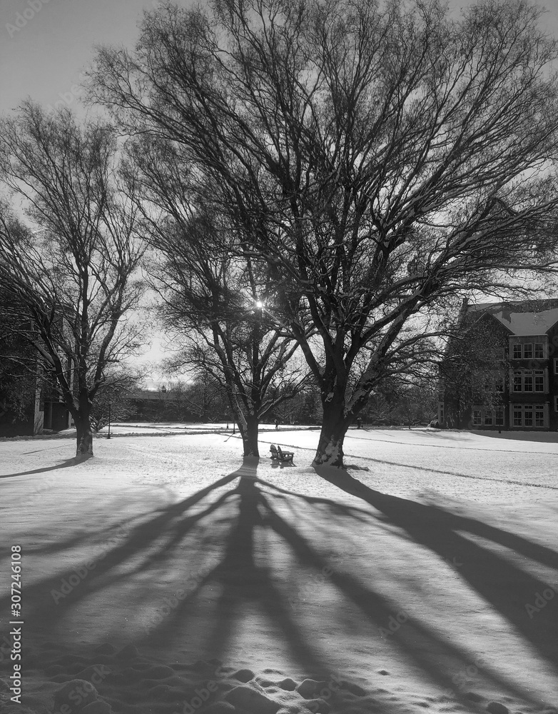 Snow landscape with trees sunrise Snow landscape with trees sunrise