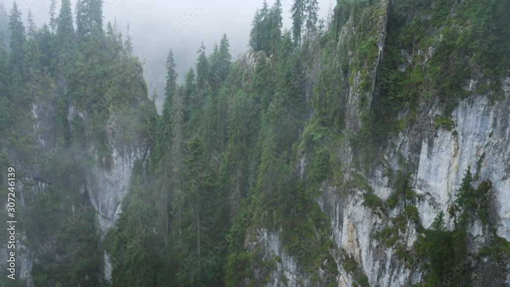 fog covered pine rocky mountains fog covered pine rocky mountains