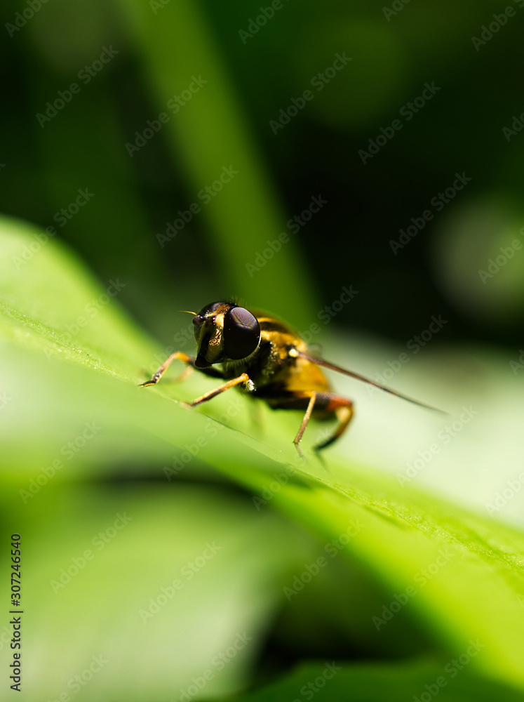 fly on flower fly on flower
