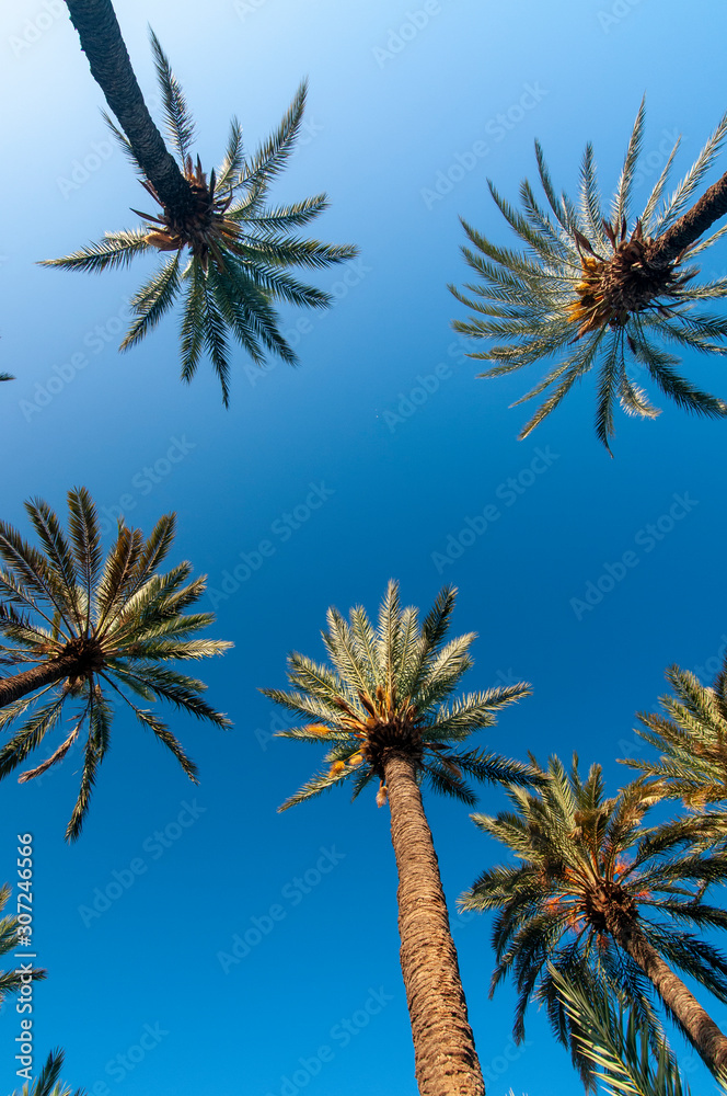 Palm Tree Grove Marrakesh Morocco