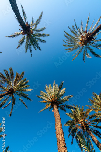 Palm Tree Grove Marrakesh Morocco