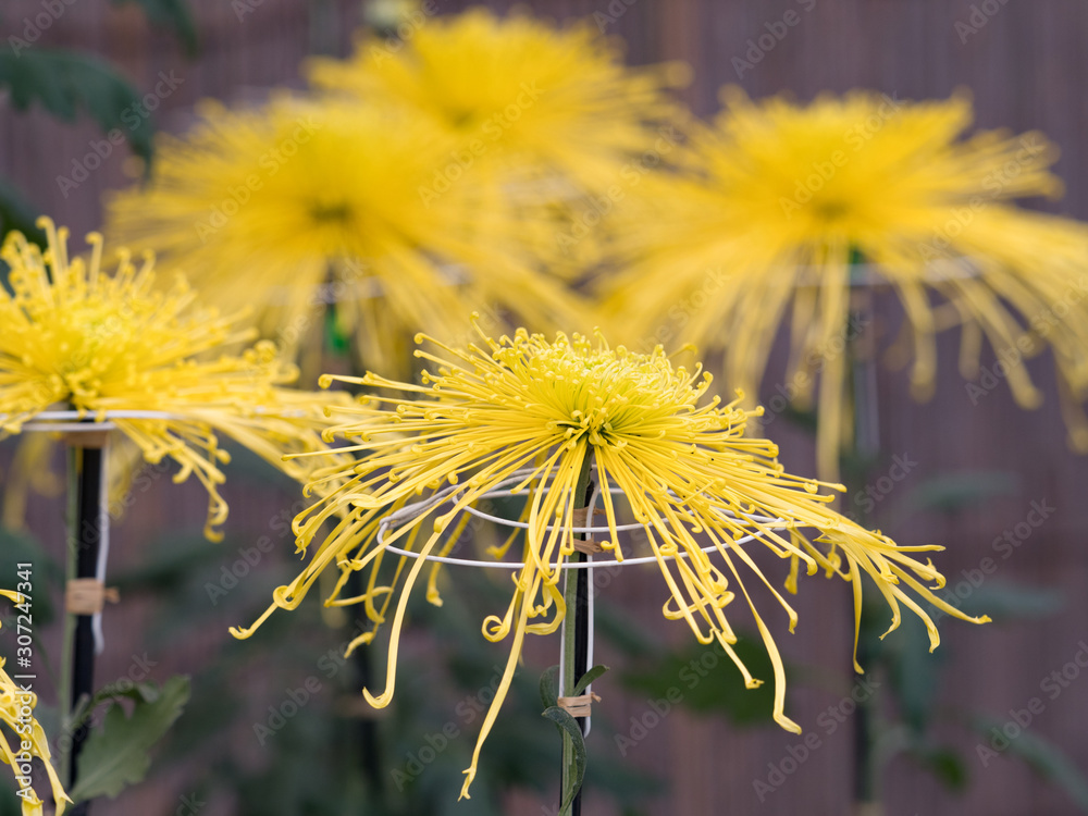 Obraz premium 菊の花 管物菊