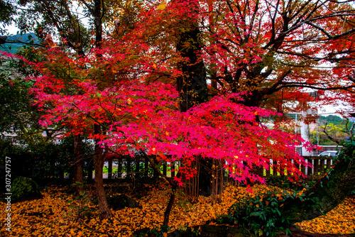 城井神社の紅葉
