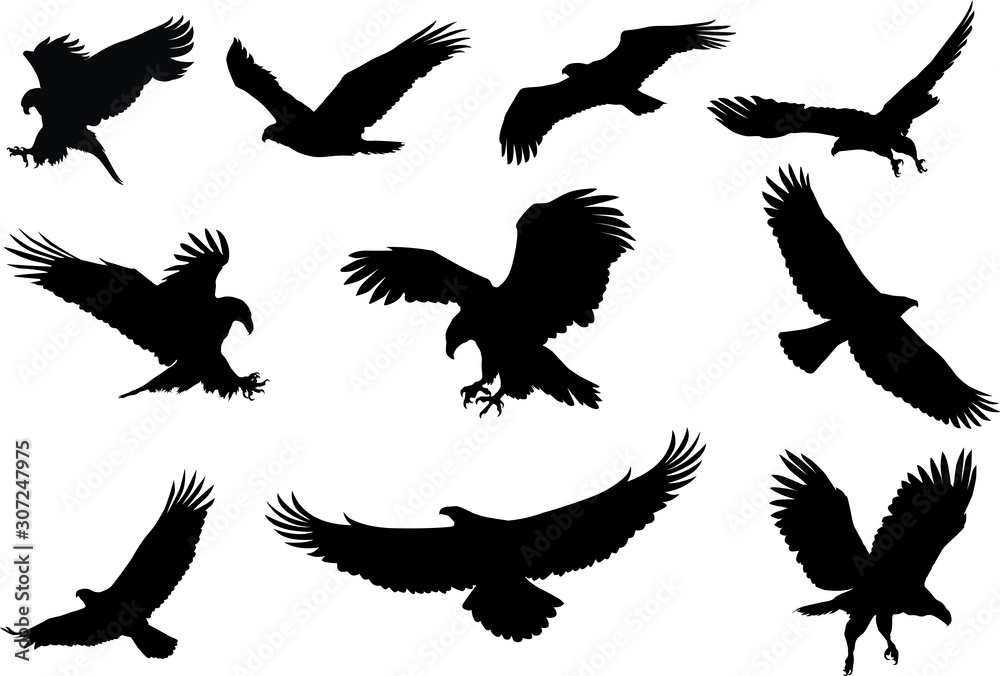 eagle silhouette, fliying bird silhouette  