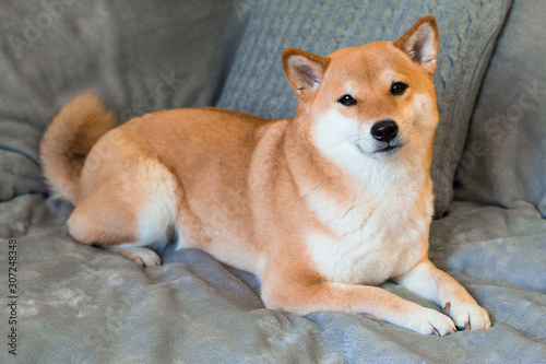 Red dog breed Shiba inu is lying on the grey sofa at home © Елена Швецова