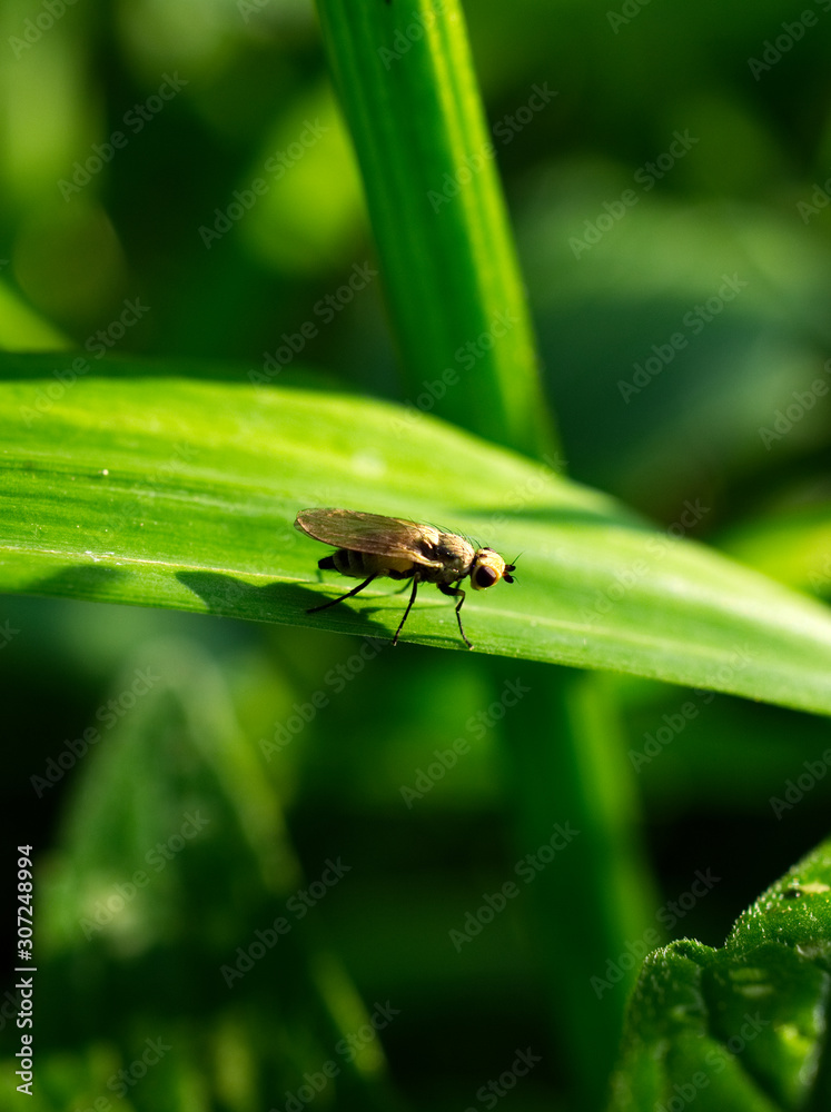 fly on leaf fly on leaf