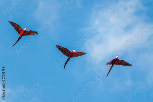 Multiple Red green ara parrot, flying against sky