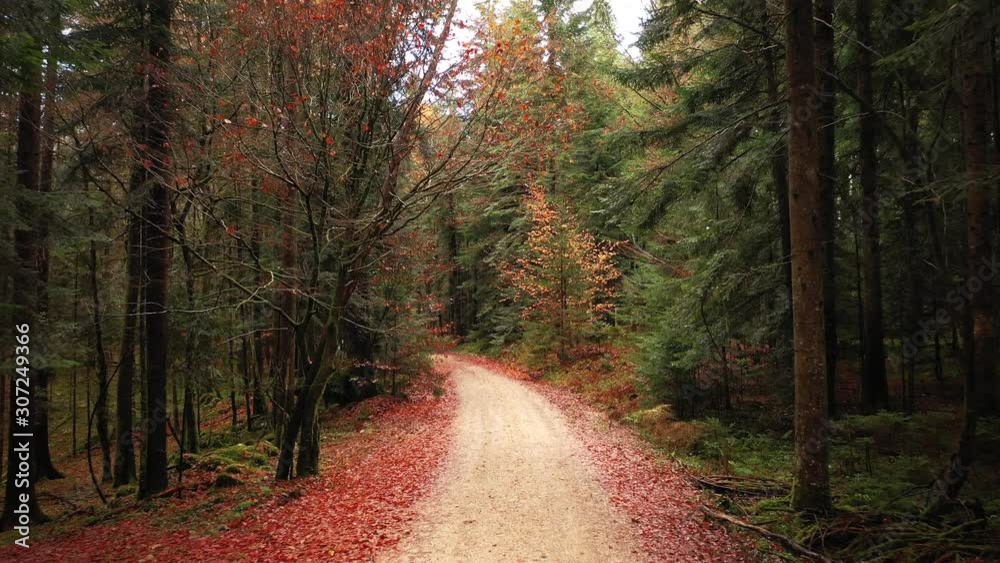 Fall forest road in motion. Slow flight along magical fairytale woods.