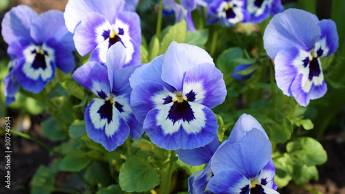 Fototapeta Naklejka Na Ścianę i Meble -  Purple pansies. Violet spring flowers