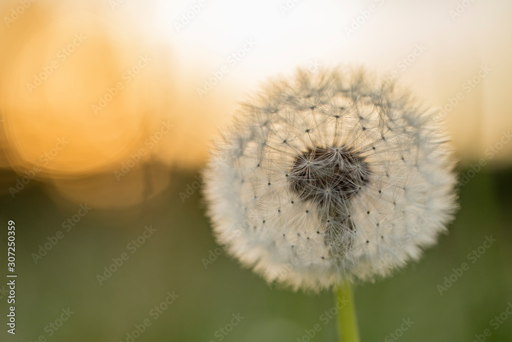 dandelion blowball (Taraxacum officinale) in the control sunlight against the background of the orange evening sky, close-up. Close-up view of a dandelion, blowball against the sunset.